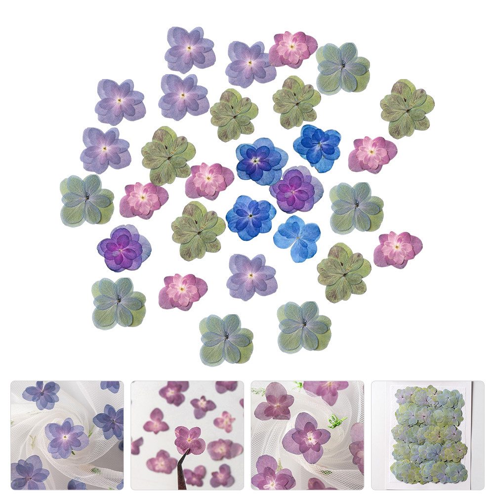 Dried Flower Bulk - 30 قطعة من الزهور المجففة المضغوطة