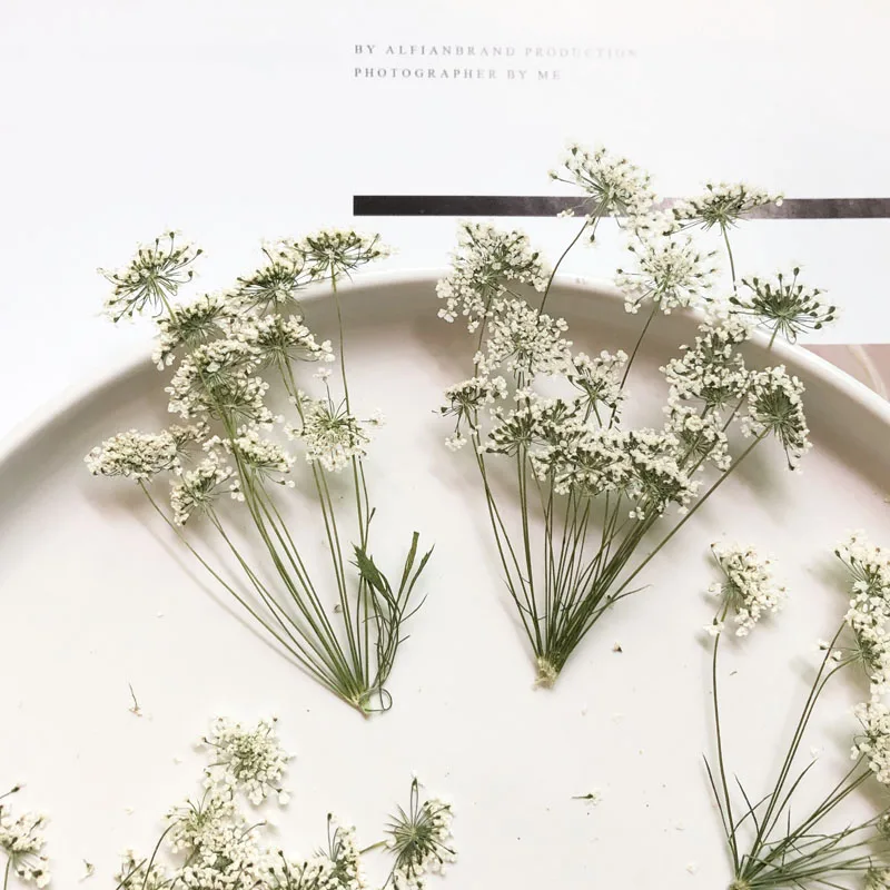 Dried Flower Bulk - 5-7 سنتيمتر/12 قطعة ، زهور الثلج