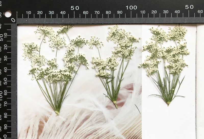 5-7 سنتيمتر/12 قطعة ، زهور الث - مراجعة Dried Flower Bulk وسعره